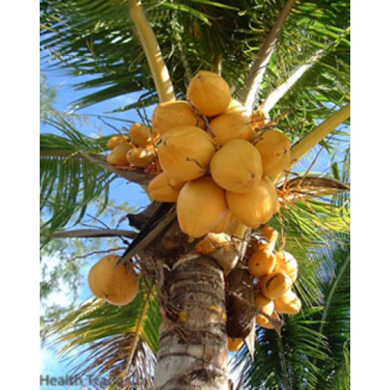 Ζάχαρη Καρύδας (Coconut Palm Sugar) ΠΡΟΙΟΝΤΑ ΚΑΡΥΔΑΣ