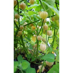 Physalis (Incan-Golden Berries)