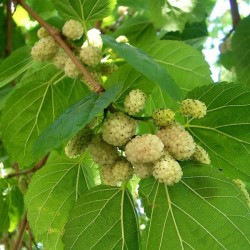 Mulberry (Λευκό Μούρο)