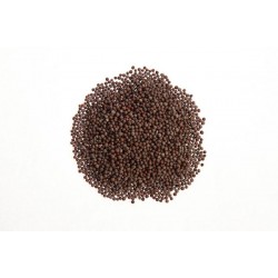 Σιναπόσπορος